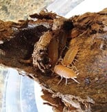 La Swamp Cloporte - Isopod ISO-PRU-ORG-15 P. Pruinosus Orange Powder 15+