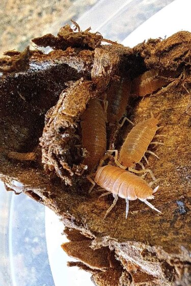 La Swamp Woodlouse culture Isopods   P. Pruinosus Orange Powder 15+
