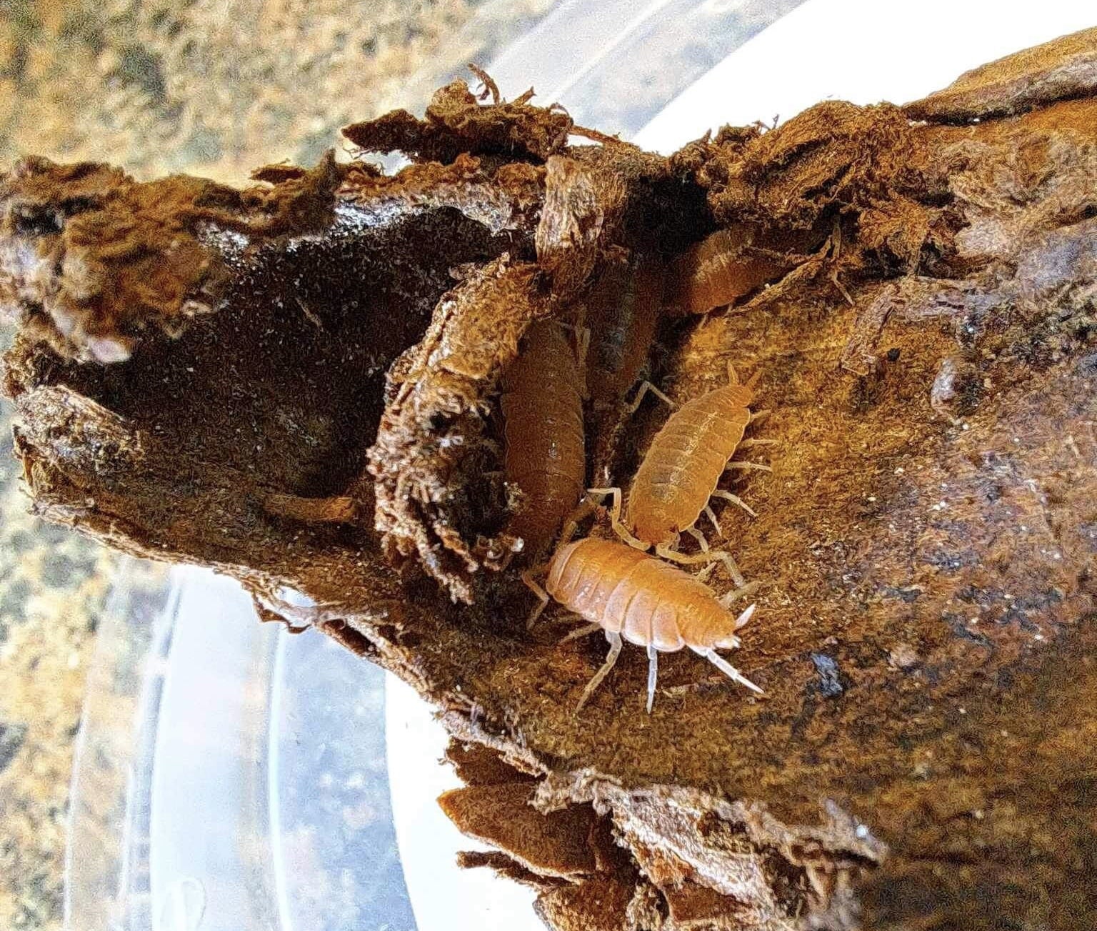 La Swamp Cloporte - Isopod ISO-PRU-ORG-15 P. Pruinosus Orange Powder 15+