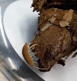 La Swamp Cloporte - Isopod P. Pruinosus Orange Powder 15+