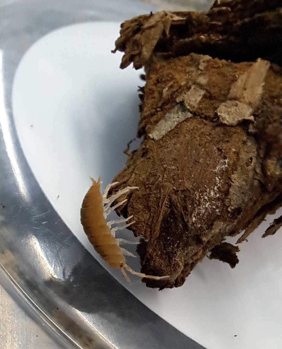 La Swamp Cloporte - Isopod ISO-PRU-ORG-15 P. Pruinosus Orange Powder 15+