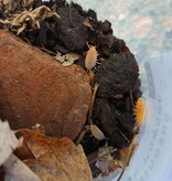 La Swamp Cloporte - Isopod P. Pruinosus Orange Powder 15+