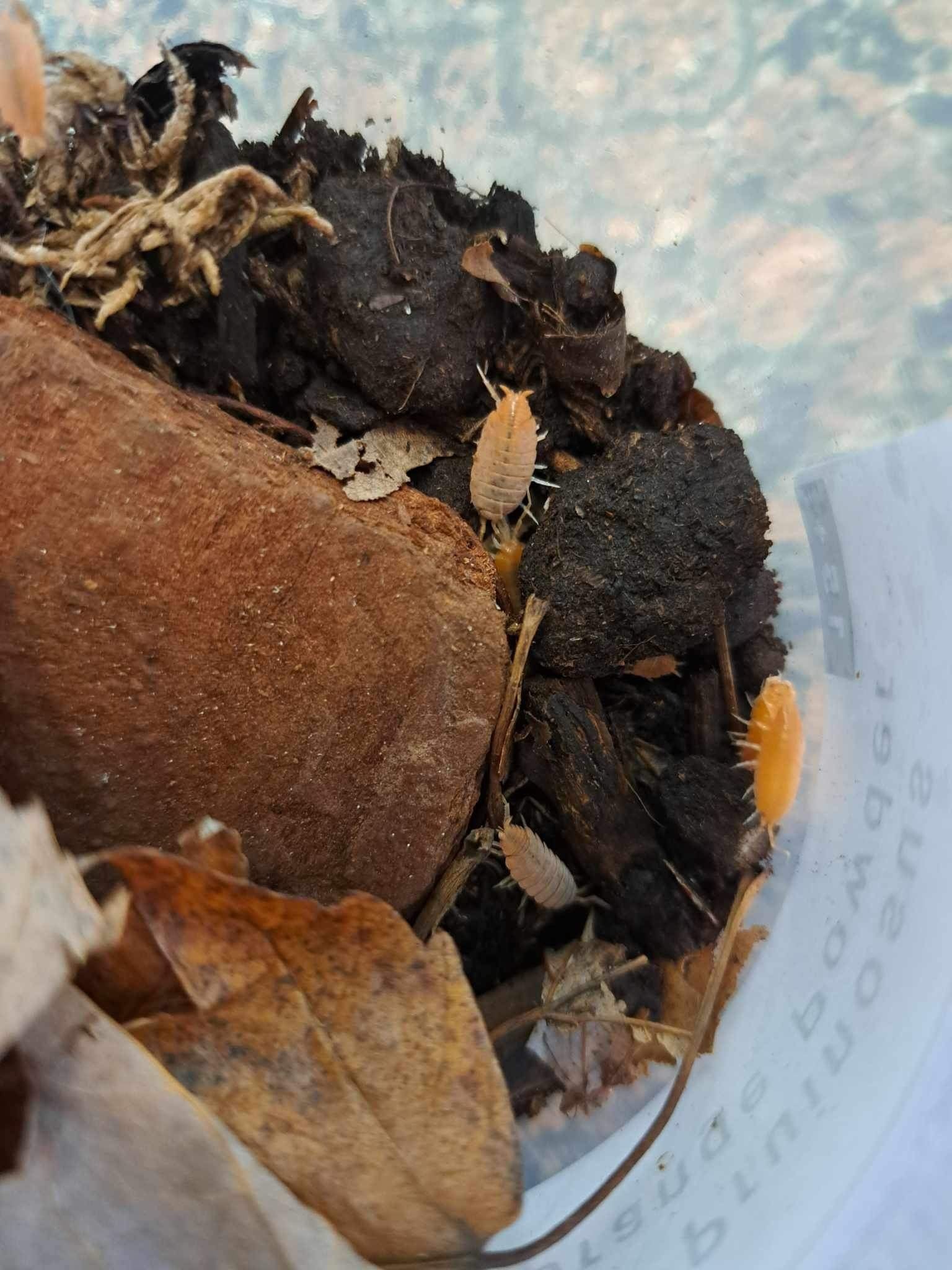 La Swamp Cloporte - Isopod ISO-PRU-ORG-15 P. Pruinosus Orange Powder 15+