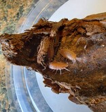 La Swamp Cloporte - Isopod P. Pruinosus Orange Powder 15+