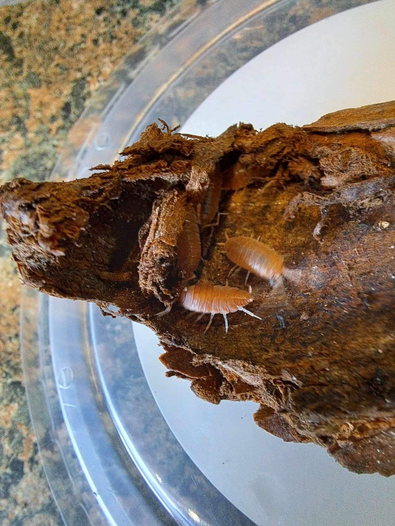 La Swamp Cloporte - Isopod ISO-PRU-ORG-15 P. Pruinosus Orange Powder 15+