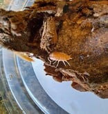 La Swamp Cloporte - Isopod ISO-PRU-ORG-15 P. Pruinosus Orange Powder 15+