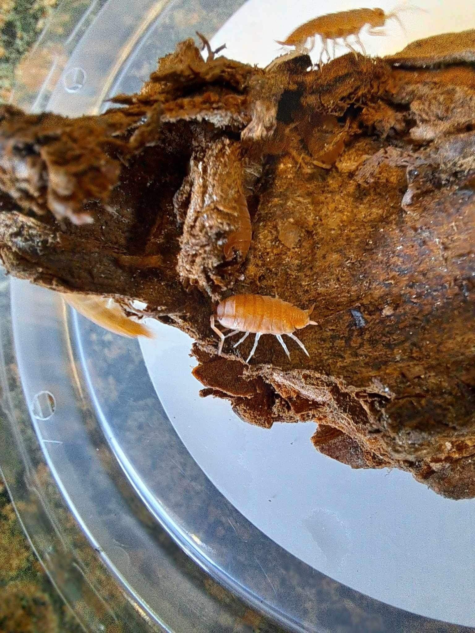 La Swamp Cloporte - Isopod ISO-PRU-ORG-15 P. Pruinosus Orange Powder 15+