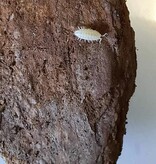 La Swamp Cloporte - Isopods ISO-DW-WHT-20 T. Tomentosa Dwarf White 20+