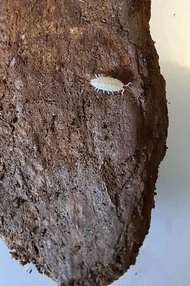 La Swamp Cloporte - Isopods ISO-DW-WHT-20 T. Tomentosa Dwarf White 20+