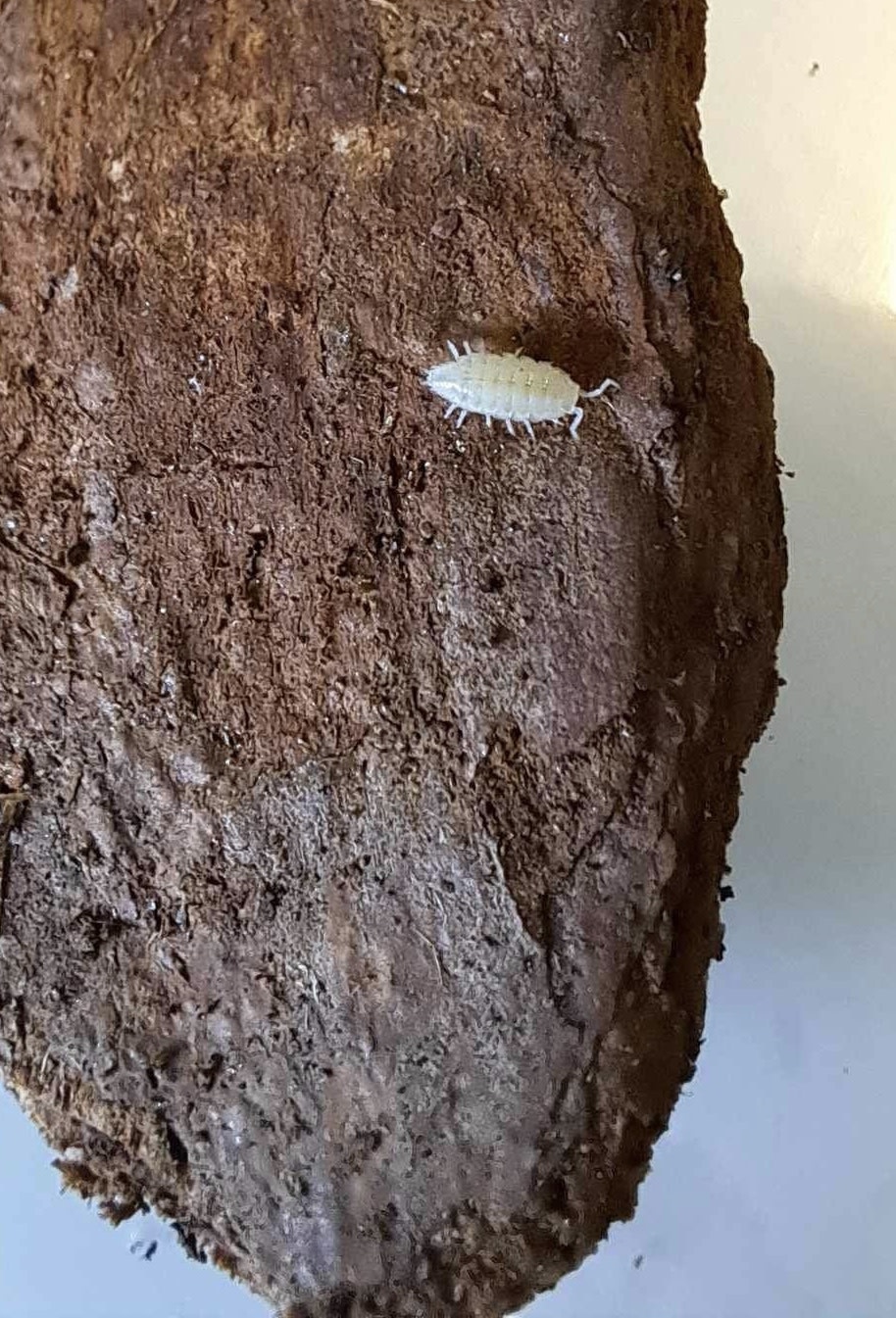 La Swamp Cloporte - Isopods ISO-DW-WHT-20 T. Tomentosa Dwarf White 20+