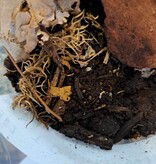 La Swamp Cloporte - Isopods ISO-DW-WHT-20 T. Tomentosa Dwarf White 20+