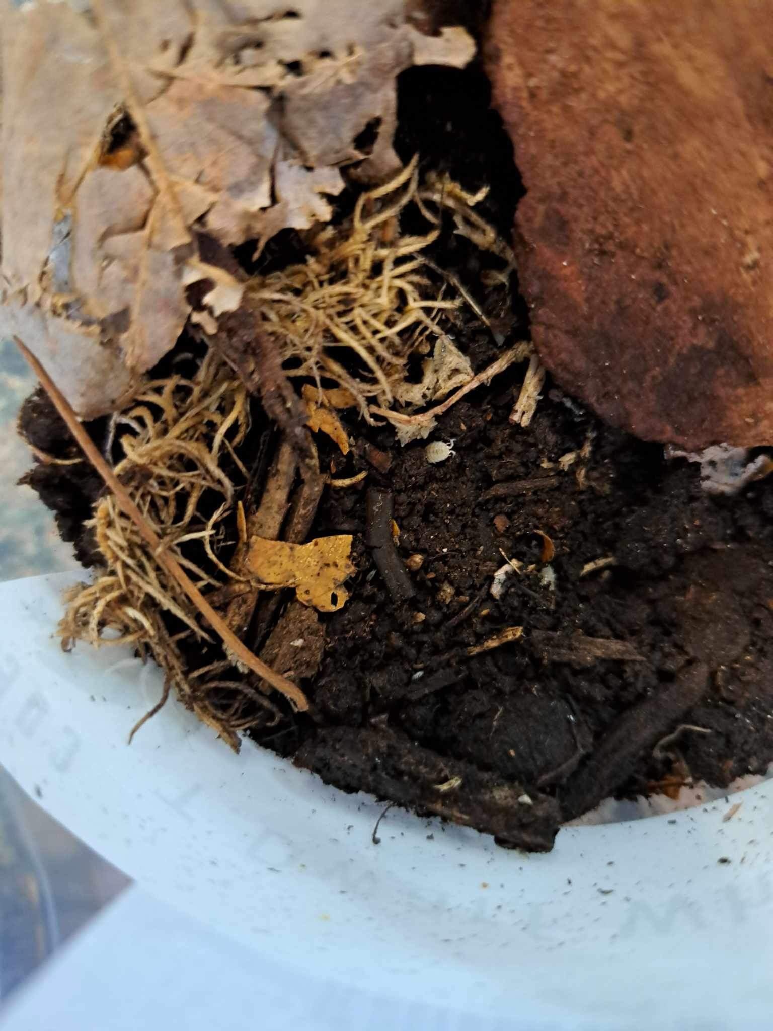 La Swamp Cloporte - Isopods ISO-DW-WHT-20 T. Tomentosa Dwarf White 20+