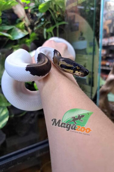 Magazoo Ball python Black Pastel pied (66% het VPI Axanthic) Female