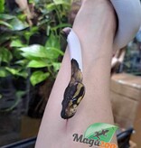 Magazoo Python royal Black Pastel pied (66% het VPI Axanthic) Femelle