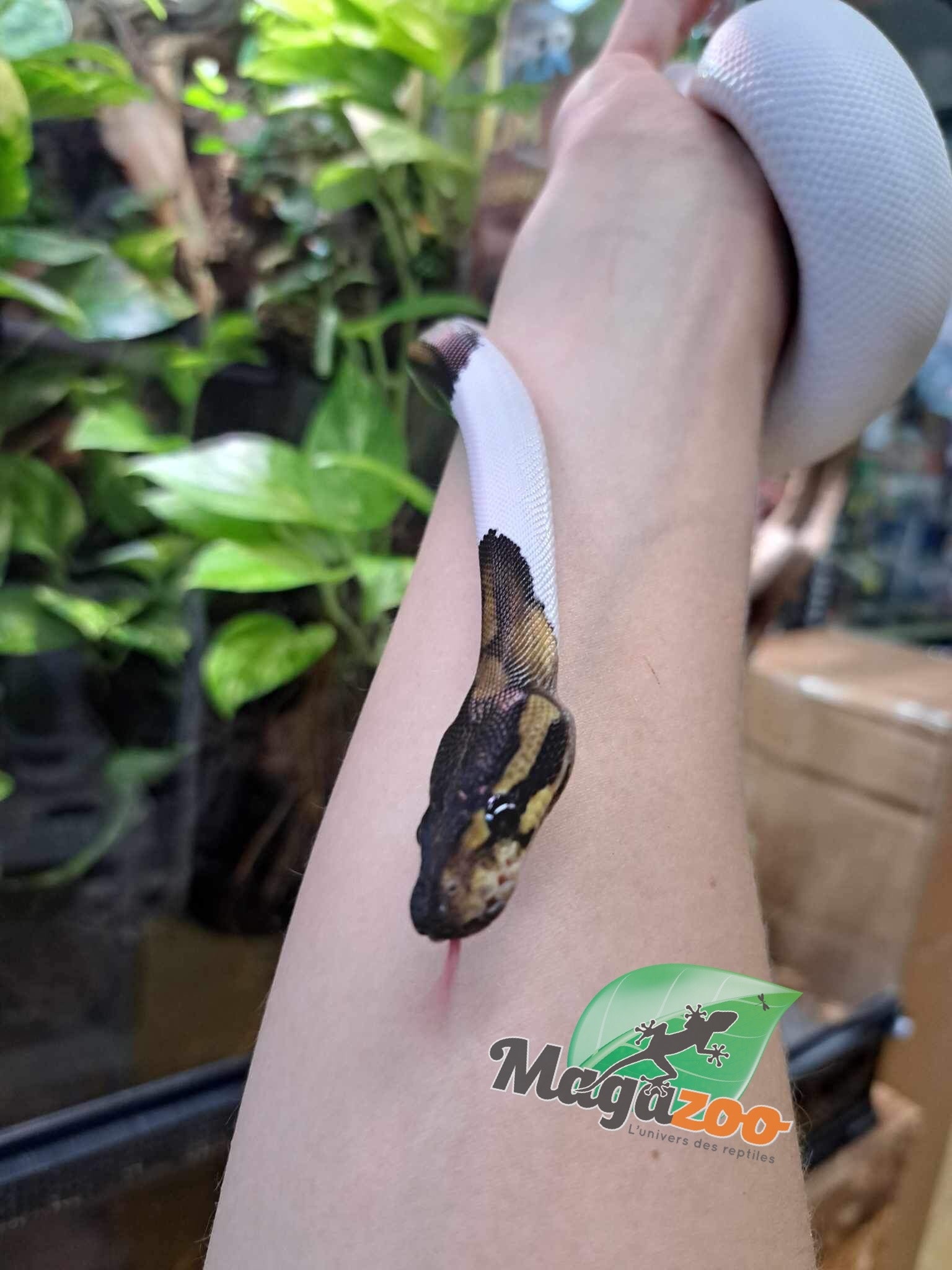 Magazoo Ball python Black Pastel pied (66% het VPI Axanthic) Female
