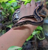 Magazoo Ball python Black Pastel (66% DH Hypo pied) female
