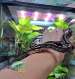 Magazoo Python royal Black Pastel (66% DH Hypo pied) femelle