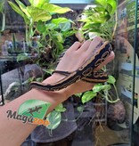 Magazoo Python royal Black Pastel (66% DH Hypo pied) femelle