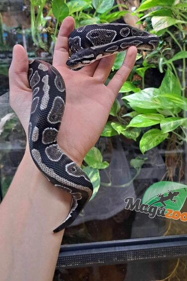 Magazoo Python royal VPI Axanthic (66% DH hypo pied) Femelle