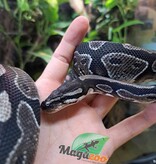 Magazoo Ball python VPI Axanthic (66% DH hypo pied) Female