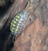 La Swamp Cloporte - Isopods   ISO-GES-15 A. Gestroi 15+