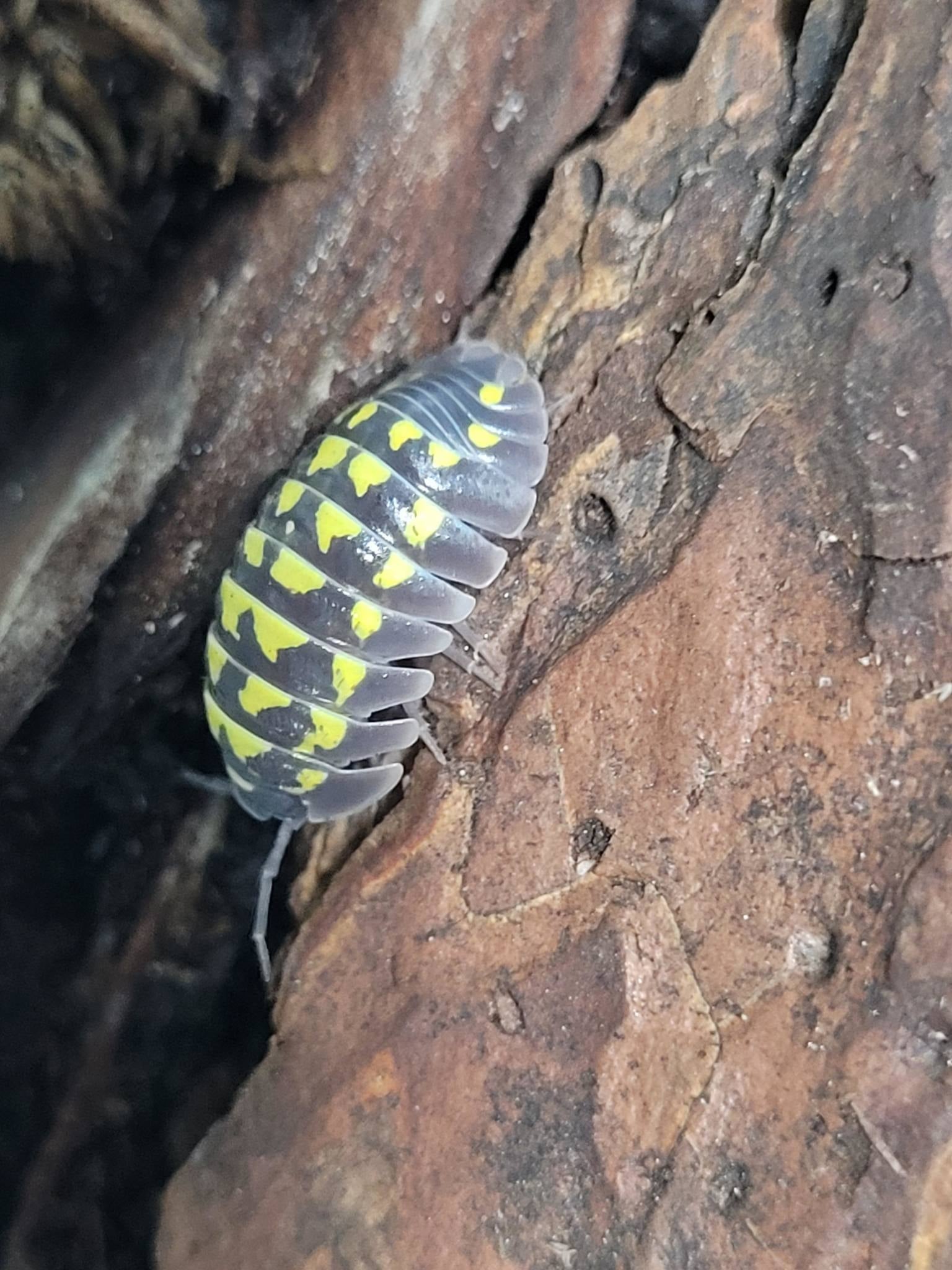 La Swamp Cloporte - Isopods   ISO-GES-15 A. Gestroi 15+