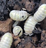 La Swamp Cloporte - Isopods   ISO-VUL-MAG-15 A. Vulgare Magic Potion Japenese 15+