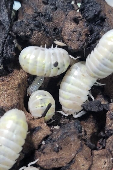 La Swamp Cloporte - Isopods   ISO-VUL-MAG-15 A. Vulgare Magic Potion Japenese 15+