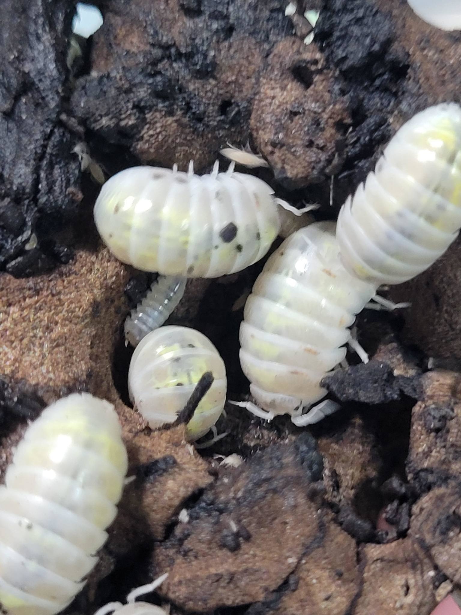La Swamp Cloporte - Isopods   ISO-VUL-MAG-15 A. Vulgare Magic Potion Japenese 15+