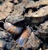 La Swamp Cloporte - Isopod ISO-SCA-LAVA-15 Scaber Lava 15 Pack