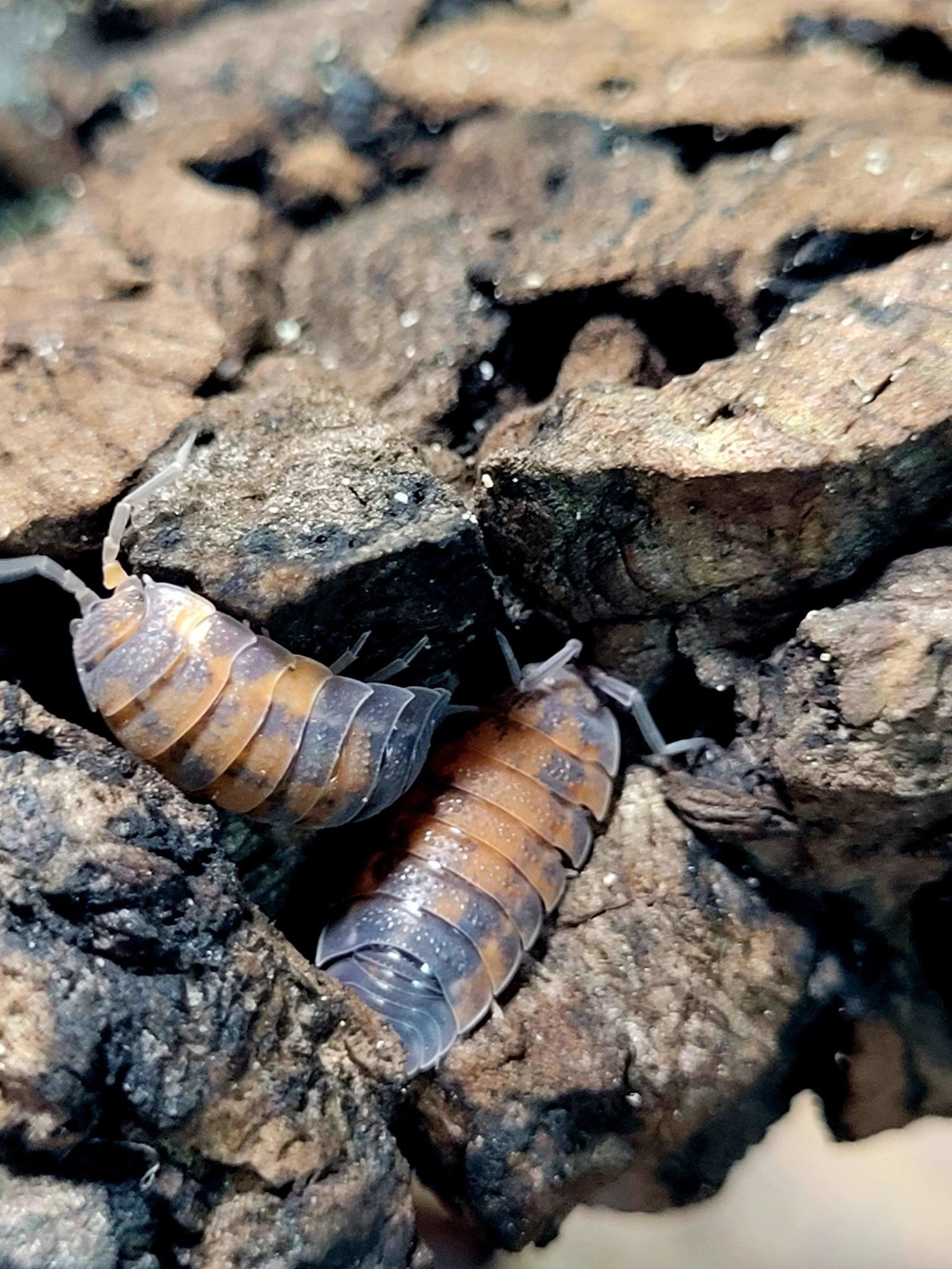 La Swamp Cloporte - Isopod ISO-SCA-LAVA-15 Scaber Lava 15 Pack