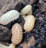 La Swamp Cloporte-Isopode   A. SP. Albino Isopods 15+