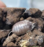 La Swamp Cloporte - Isopods ISO-LAE-MB-15 P. Leavis Milkback 15+