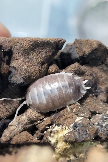 La Swamp Cloporte - Isopods ISO-LAE-MB-15 P. Leavis Milkback 15+