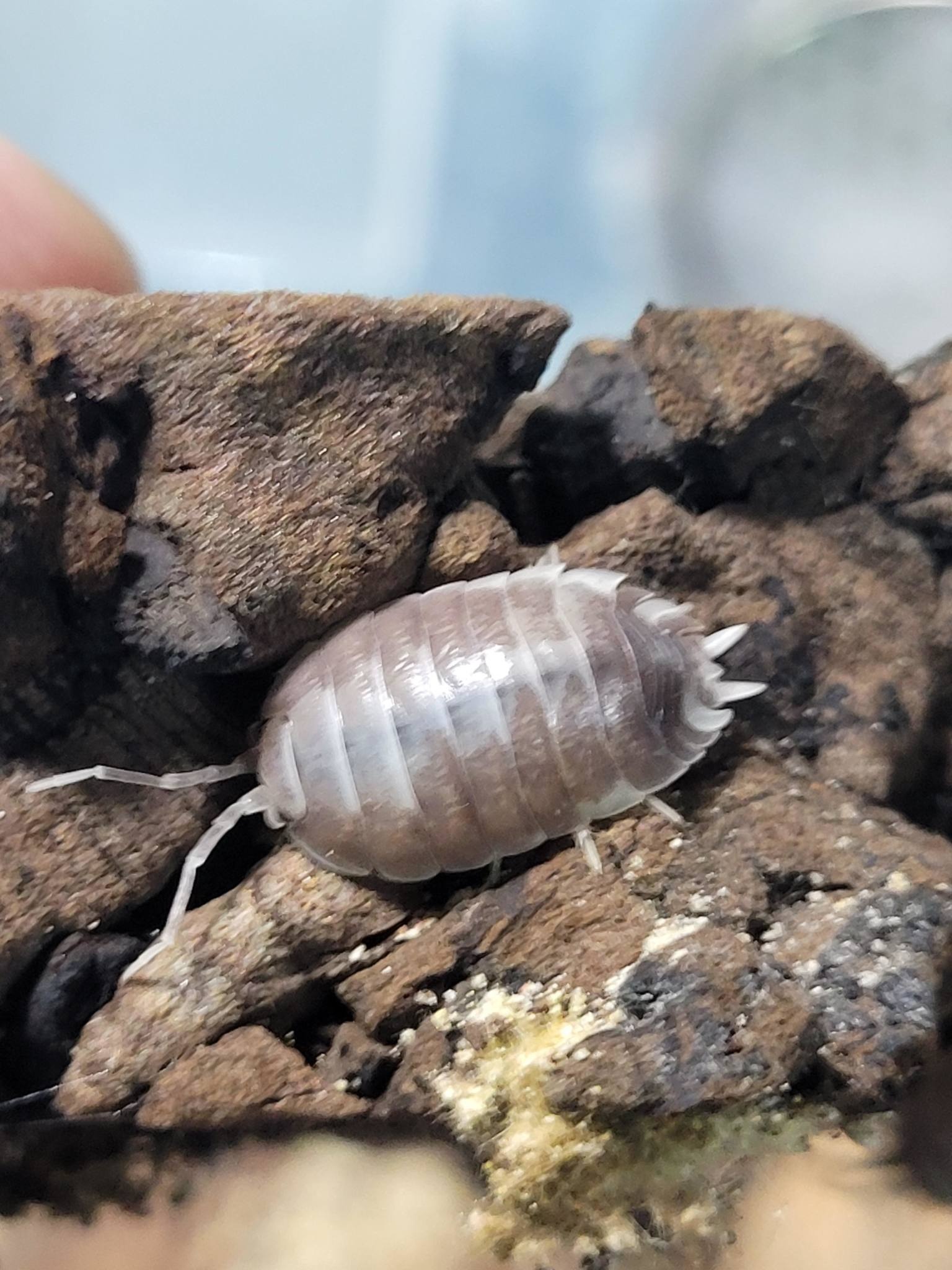 La Swamp Cloporte - Isopods ISO-LAE-MB-15 P. Leavis Milkback 15+