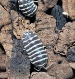 La Swamp Cloporte - Isopode ISO-MAC-ZEB-15 A. Maculatum  Zebra 15+