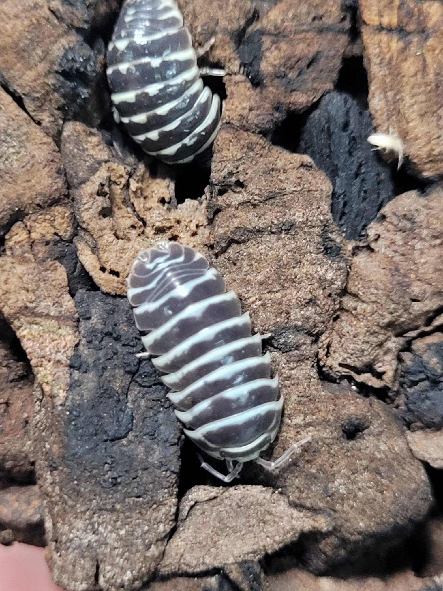 La Swamp Cloporte-Isopods A. Maculatum Zebra 15+