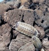 La Swamp Cloporte - Isopods ISO-SPIN-15 P. Spinicornis 15+