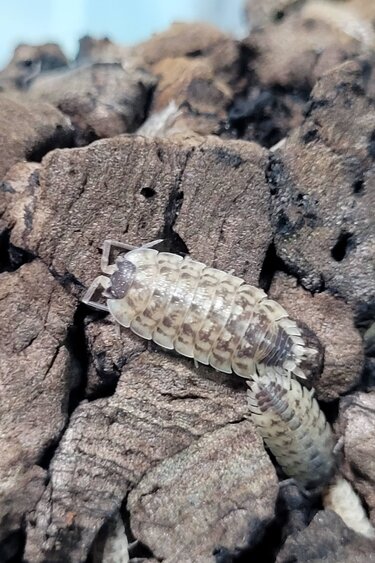 La Swamp Woodhouse culture-Isopods - P. Spinicornis 15+