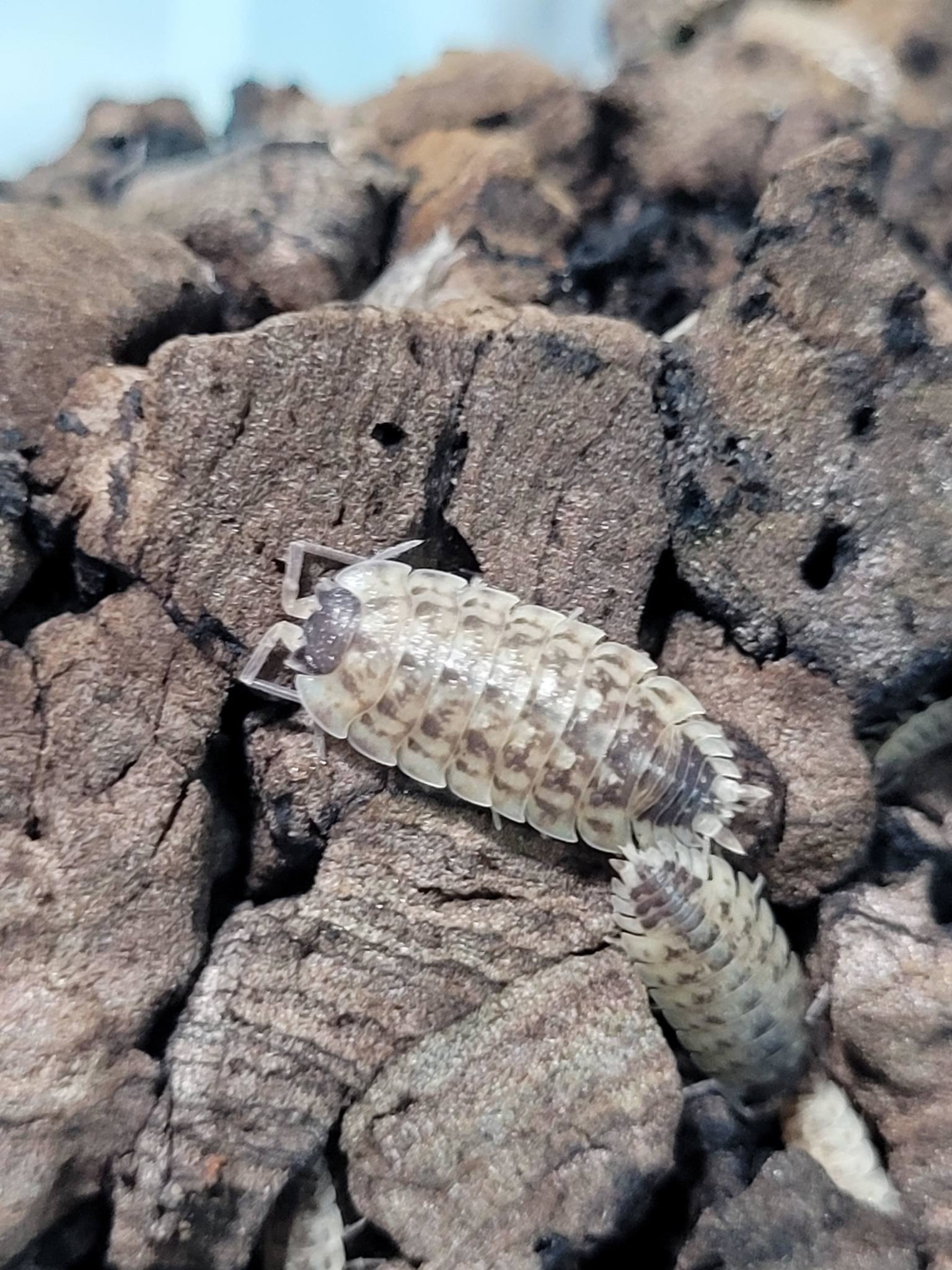 La Swamp Cloporte - Isopods ISO-SPIN-15 P. Spinicornis 15+