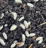 La Swamp Cloporte - Isopods ISO-DW-WHT-20 T. Tomentosa Dwarf White 20+