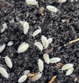 La Swamp Woodhouse Culture-Isopods   T. Tomentosa Dwarf White 20+