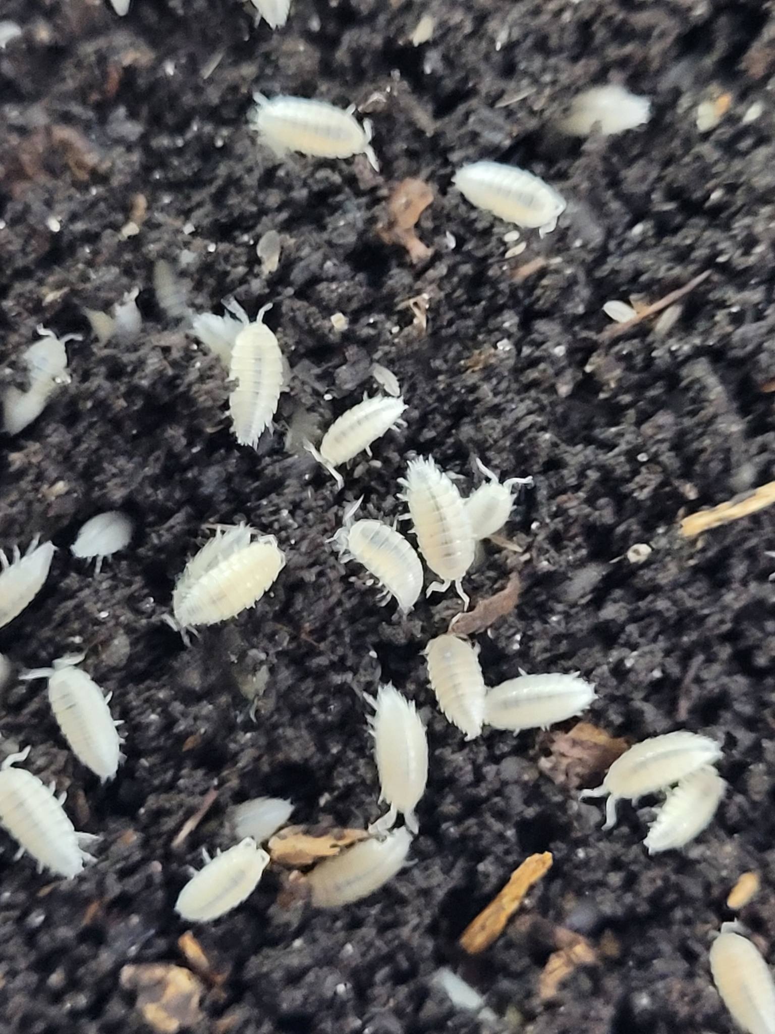 La Swamp Cloporte - Isopods ISO-DW-WHT-20 T. Tomentosa Dwarf White 20+
