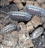 La Swamp Cloporte - Isopods ISO-DEP-15 A. Depressum  15+