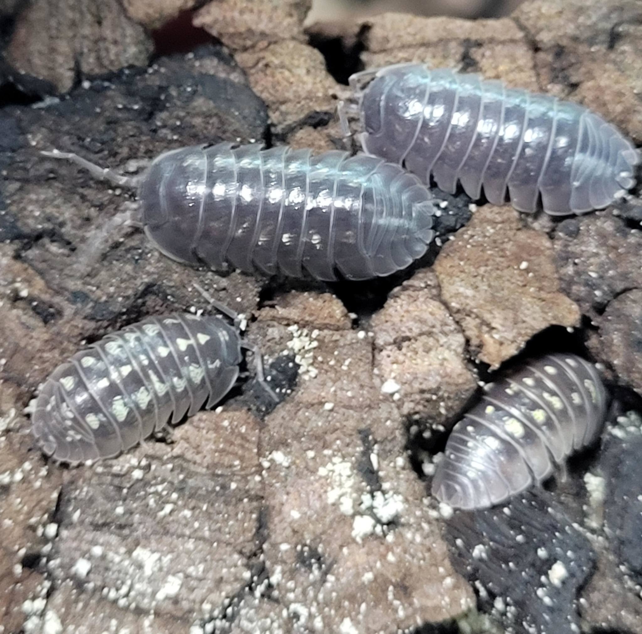 La Swamp Cloporte - Isopods ISO-DEP-15 A. Depressum  15+