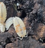 La Swamp Cloporte - Isopods ISO-SCA-ODAL-15 P. Scaber Orange Dalmatian 15+