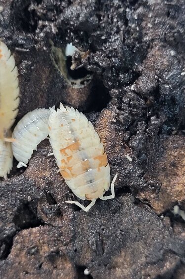 La Swamp Cloporte- Isopods   P. Scaber Orange Dalmatian 15+