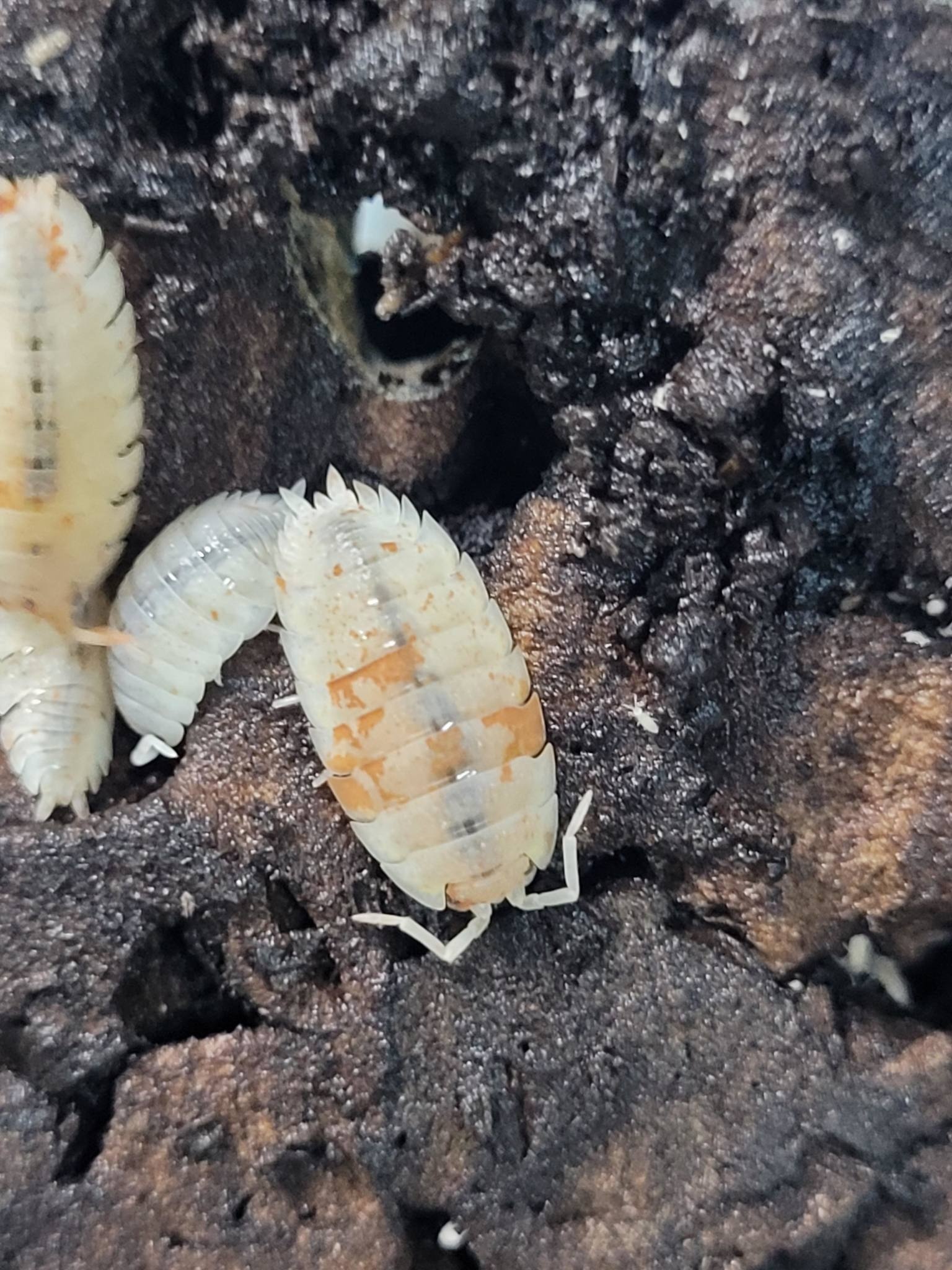 La Swamp Cloporte - Isopods ISO-SCA-ODAL-15 P. Scaber Orange Dalmatian 15+