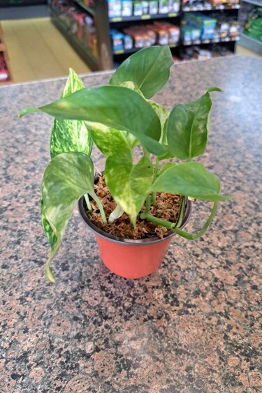 Magazoo Golden pothos plant in pot