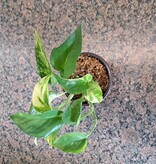 Magazoo Golden pothos plant in pot